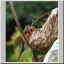 Apechtis compunctor - Schlupfwespe 01 14mm-fdet03.jpg